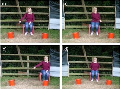 Goats Follow Human Pointing Gestures in an Object Choice Task